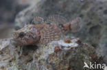 Rivierdonderpad (Cottus perifretum )