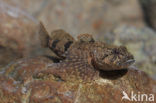 Scheldt sculpin (Cottus perifretum )