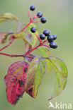 Rode kornoelje (Cornus sanguinea)