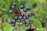 Rode kornoelje (Cornus sanguinea)