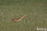 Bittern (Botaurus stellaris)