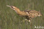 Bittern (Botaurus stellaris)