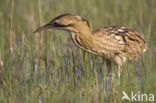 Bittern (Botaurus stellaris)