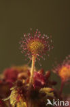 Round-leaved Sundew (Drosera rotundifolia)