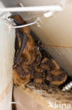 Noctule Bat (Nyctalus noctula)
