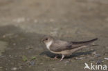 Rotszwaluw (Hirundo rupestris)