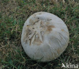 Ruitjesbovist (Calvatia utriformis)