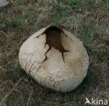 Ruitjesbovist (Calvatia utriformis)