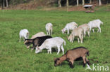 Saanen goat (Capra hircus)