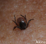 Schapenteek (Ixodes ricinus)