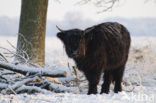 Highland Cow (Bos domesticus)