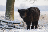 Schotse Hooglander