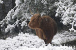 Highland Cow (Bos domesticus)