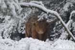Highland Cow (Bos domesticus)