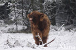 Highland Cow (Bos domesticus)