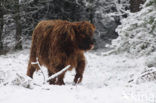 Highland Cow (Bos domesticus)