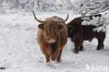 Highland Cow (Bos domesticus)