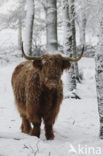 Highland Cow (Bos domesticus)