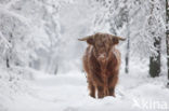 Highland Cow (Bos domesticus)