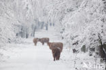 Highland Cow (Bos domesticus)