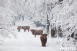 Highland Cow (Bos domesticus)