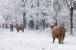 Highland Cow (Bos domesticus)