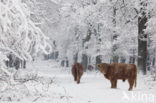 Highland Cow (Bos domesticus)