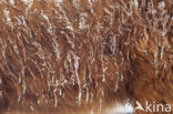 Highland Cow (Bos domesticus)