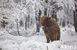 Highland Cow (Bos domesticus)