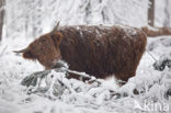 Schotse Hooglander