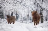 Highland Cow (Bos domesticus)