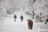 Highland Cow (Bos domesticus)