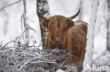 Schotse Hooglander