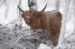 Schotse Hooglander