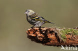 Eurasian Siskin (Carduelis spinus)
