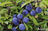 Sloe