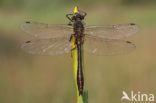 Smaragdlibel (Cordulia aenea)