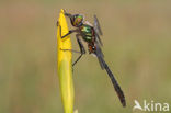 Smaragdlibel (Cordulia aenea)