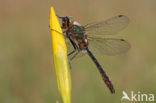 Smaragdlibel (Cordulia aenea)