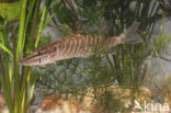 Snoek (Esox lucius)