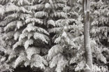 Spar (Picea)