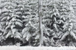 Spruce (Picea)