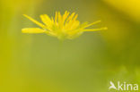 Speenkruid (Ranunculus ficaria)