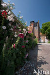 Stokroos (Alcea rosea)