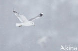 Mew Gull (Larus canus)