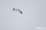 Stormmeeuw (Larus canus)