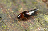 Tachyporus atriceps