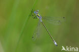 Scarce Emerald Damselfly (Lestes dryas)