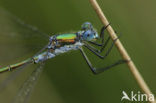 Tangpantserjuffer (Lestes dryas)