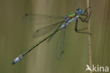 Scarce Emerald Damselfly (Lestes dryas)